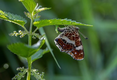 <i class='fa fa-user'></i>&nbsp;David&nbsp;|  Landkaartje&nbsp; <i class='fa fa-eye'>&nbsp;84</i> &nbsp;<i class='fa fa-thumbs-up'>&nbsp;8</i> &nbsp; <i class='fa fa-comment-o'>&nbsp;7</i>