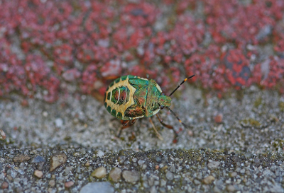 Troilus luridus / Buikspitsschildwants / Bronze Shieldbug