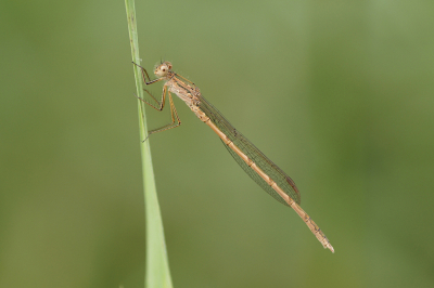 <i class='fa fa-user'></i>&nbsp;Jelle Bakker&nbsp;|  Noordse Winterjuffer&nbsp; <i class='fa fa-eye'>&nbsp;51</i> &nbsp;<i class='fa fa-thumbs-up'>&nbsp;4</i> &nbsp; <i class='fa fa-comment-o'>&nbsp;2</i>