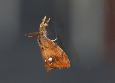 <i class='fa fa-user'></i>&nbsp;Ad Sprang&nbsp;|  Witvlakvlinder&nbsp; <i class='fa fa-eye'>&nbsp;91</i> &nbsp;<i class='fa fa-thumbs-up'>&nbsp;6</i> &nbsp; <i class='fa fa-comment-o'>&nbsp;7</i>