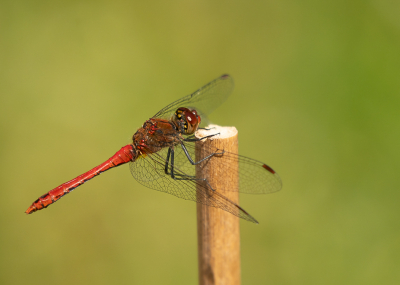 <i class='fa fa-user'></i>&nbsp;Truus Aletta Maan&nbsp;|  Bloedrode Heidelibel&nbsp; <i class='fa fa-eye'>&nbsp;47</i> &nbsp; <i class='fa fa-comment-o'>&nbsp;3</i>