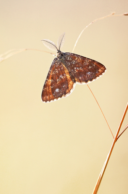 <i class='fa fa-user'></i>&nbsp;Pieter  LJ&nbsp;|  Gewone Heispanner&nbsp; <i class='fa fa-eye'>&nbsp;74</i> &nbsp; <i class='fa fa-comment-o'>&nbsp;2</i>