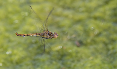 <i class='fa fa-user'></i>&nbsp;David&nbsp;|  Bruinrode Heidelibel&nbsp; <i class='fa fa-eye'>&nbsp;68</i> &nbsp;<i class='fa fa-thumbs-up'>&nbsp;1</i> &nbsp; <i class='fa fa-comment-o'>&nbsp;1</i>