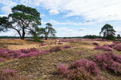 <i class='fa fa-user'></i>&nbsp;Henk Bouter&nbsp;|  Hoge Veluwe&nbsp; <i class='fa fa-eye'>&nbsp;100</i> &nbsp;<i class='fa fa-thumbs-up'>&nbsp;4</i> &nbsp; <i class='fa fa-comment-o'>&nbsp;4</i>