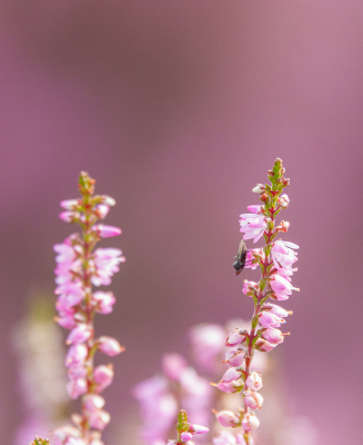 <i class='fa fa-user'></i>&nbsp;Henk Bouter&nbsp;|  Struikheide&nbsp; <i class='fa fa-eye'>&nbsp;63</i> &nbsp;<i class='fa fa-thumbs-up'>&nbsp;1</i> &nbsp; <i class='fa fa-comment-o'>&nbsp;0</i>