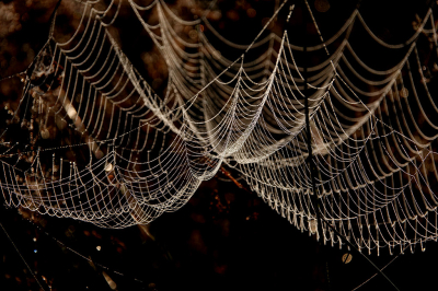 <i class='fa fa-user'></i>&nbsp;nelappelmelk&nbsp;|  Kunstig web&nbsp; <i class='fa fa-eye'>&nbsp;67</i> &nbsp;<i class='fa fa-thumbs-up'>&nbsp;2</i> &nbsp; <i class='fa fa-comment-o'>&nbsp;4</i>