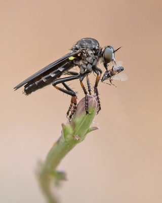 <i class='fa fa-user'></i>&nbsp;Johan van Gurp&nbsp;|  Grote Doornpootroofvlieg&nbsp; <i class='fa fa-eye'>&nbsp;62</i> &nbsp;<i class='fa fa-thumbs-up'>&nbsp;4</i> &nbsp; <i class='fa fa-comment-o'>&nbsp;2</i>