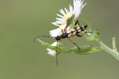 <i class='fa fa-user'></i>&nbsp;Paul Vandebroek&nbsp;|  Geringelde Smalboktor&nbsp; <i class='fa fa-eye'>&nbsp;63</i> &nbsp;<i class='fa fa-thumbs-up'>&nbsp;5</i> &nbsp; <i class='fa fa-comment-o'>&nbsp;8</i>