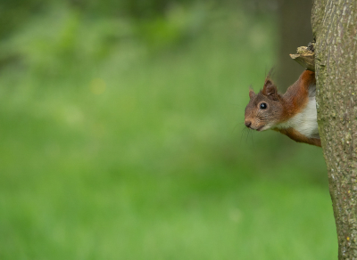 <i class='fa fa-user'></i>&nbsp;Truus Aletta Maan&nbsp;|  Eekhoorn&nbsp; <i class='fa fa-eye'>&nbsp;69</i> &nbsp;<i class='fa fa-thumbs-up'>&nbsp;3</i> &nbsp; <i class='fa fa-comment-o'>&nbsp;2</i>