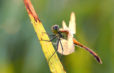 <i class='fa fa-user'></i>&nbsp;Eric Gibcus&nbsp;|  Kempense Heidelibel&nbsp; <i class='fa fa-eye'>&nbsp;55</i> &nbsp;<i class='fa fa-thumbs-up'>&nbsp;3</i> &nbsp; <i class='fa fa-comment-o'>&nbsp;3</i>