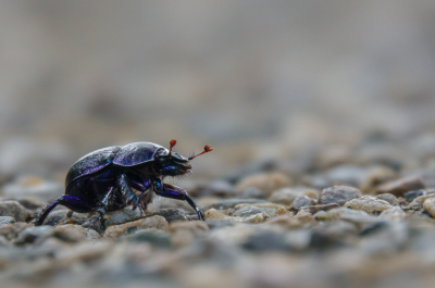 <i class='fa fa-user'></i>&nbsp;Henk Bouter&nbsp;|  Gedoornde Mestkever&nbsp; <i class='fa fa-eye'>&nbsp;62</i> &nbsp;<i class='fa fa-thumbs-up'>&nbsp;1</i> &nbsp; <i class='fa fa-comment-o'>&nbsp;3</i>