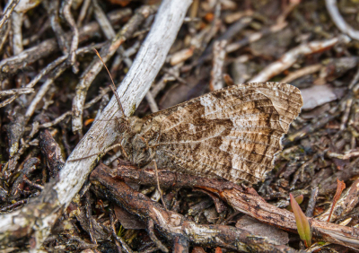 <i class='fa fa-user'></i>&nbsp;Henk Bouter&nbsp;|  Heivlinder&nbsp; <i class='fa fa-eye'>&nbsp;60</i> &nbsp;<i class='fa fa-thumbs-up'>&nbsp;1</i> &nbsp; <i class='fa fa-comment-o'>&nbsp;4</i>