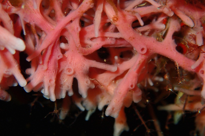 <i class='fa fa-user'></i> A. Soeting | Haliclona sp.  <i class='fa fa-eye'> 51</i>  <i class='fa fa-thumbs-up'> 3</i>   <i class='fa fa-comment-o'> 1</i>