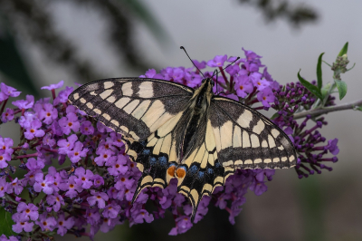 <i class='fa fa-user'></i>&nbsp;Johan van Gurp&nbsp;|  Koninginnenpage&nbsp; <i class='fa fa-eye'>&nbsp;74</i> &nbsp;<i class='fa fa-thumbs-up'>&nbsp;1</i> &nbsp; <i class='fa fa-comment-o'>&nbsp;6</i>