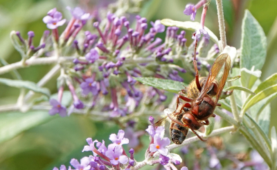 <i class='fa fa-user'></i>&nbsp;nelappelmelk&nbsp;|  Europese Hoornaar&nbsp; <i class='fa fa-eye'>&nbsp;65</i> &nbsp; <i class='fa fa-comment-o'>&nbsp;0</i>