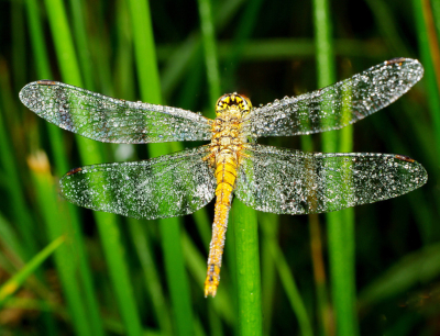 <i class='fa fa-user'></i>&nbsp;tonysettanta&nbsp;|  Bloedrode Heidelibel&nbsp; <i class='fa fa-eye'>&nbsp;60</i> &nbsp; <i class='fa fa-comment-o'>&nbsp;6</i>