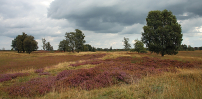 <i class='fa fa-user'></i>&nbsp;Tineke Strijbosch&nbsp;|  Nog even paars&nbsp; <i class='fa fa-eye'>&nbsp;63</i> &nbsp;<i class='fa fa-thumbs-up'>&nbsp;2</i> &nbsp; <i class='fa fa-comment-o'>&nbsp;2</i>