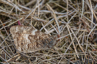 <i class='fa fa-user'></i>&nbsp;Henk Bouter&nbsp;|  Heivlinder&nbsp; <i class='fa fa-eye'>&nbsp;48</i> &nbsp; <i class='fa fa-comment-o'>&nbsp;1</i>