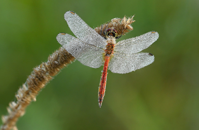 <i class='fa fa-user'></i>&nbsp;Eric Gibcus&nbsp;|  Kempense Heidelibel&nbsp; <i class='fa fa-eye'>&nbsp;42</i> &nbsp;<i class='fa fa-thumbs-up'>&nbsp;1</i> &nbsp; <i class='fa fa-comment-o'>&nbsp;0</i>