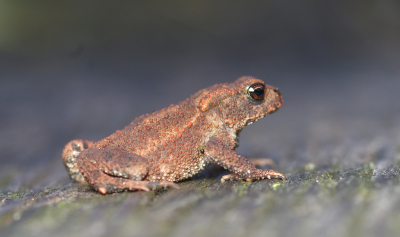 <i class='fa fa-user'></i>&nbsp;tonysettanta&nbsp;|  Gewone Pad&nbsp; <i class='fa fa-eye'>&nbsp;50</i> &nbsp;<i class='fa fa-thumbs-up'>&nbsp;3</i> &nbsp; <i class='fa fa-comment-o'>&nbsp;3</i>