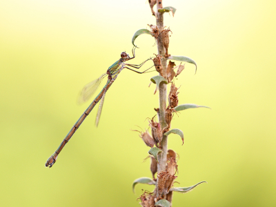 <i class='fa fa-user'></i>&nbsp;Pieter  LJ&nbsp;|  Houtpantserjuffer&nbsp; <i class='fa fa-eye'>&nbsp;52</i> &nbsp;<i class='fa fa-thumbs-up'>&nbsp;2</i> &nbsp; <i class='fa fa-comment-o'>&nbsp;5</i>