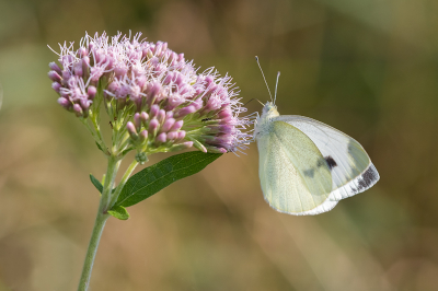 <i class='fa fa-user'></i>&nbsp;Willem Verhagen&nbsp;|  Scheefbloemwitje&nbsp; <i class='fa fa-eye'>&nbsp;59</i> &nbsp;<i class='fa fa-thumbs-up'>&nbsp;1</i> &nbsp; <i class='fa fa-comment-o'>&nbsp;2</i>