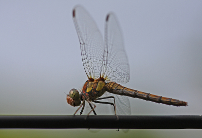 <i class='fa fa-user'></i>&nbsp;Cor&nbsp;|  Bruinrode Heidelibel&nbsp; <i class='fa fa-eye'>&nbsp;48</i> &nbsp;<i class='fa fa-thumbs-up'>&nbsp;5</i> &nbsp; <i class='fa fa-comment-o'>&nbsp;5</i>