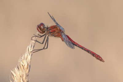 <i class='fa fa-user'></i>&nbsp;Johan van Gurp&nbsp;|  Bloedrode Heidelibel&nbsp; <i class='fa fa-eye'>&nbsp;60</i> &nbsp;<i class='fa fa-thumbs-up'>&nbsp;6</i> &nbsp; <i class='fa fa-comment-o'>&nbsp;6</i>