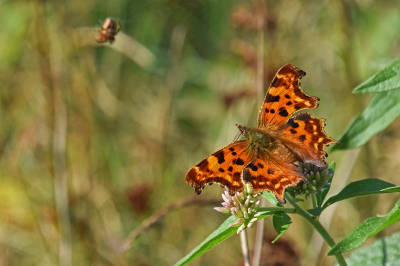 <i class='fa fa-user'></i>&nbsp;kooyammers&nbsp;|  Gehakkelde Aurelia&nbsp; <i class='fa fa-eye'>&nbsp;44</i> &nbsp;<i class='fa fa-thumbs-up'>&nbsp;1</i> &nbsp; <i class='fa fa-comment-o'>&nbsp;5</i>