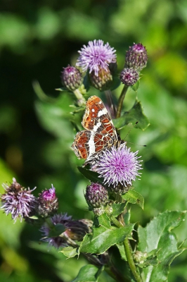 <i class='fa fa-user'></i>&nbsp;kooyammers&nbsp;|  Landkaartje&nbsp; <i class='fa fa-eye'>&nbsp;50</i> &nbsp; <i class='fa fa-comment-o'>&nbsp;4</i>