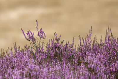 <i class='fa fa-user'></i>&nbsp;Henk Bouter&nbsp;|  Struikheide&nbsp; <i class='fa fa-eye'>&nbsp;45</i> &nbsp; <i class='fa fa-comment-o'>&nbsp;0</i>