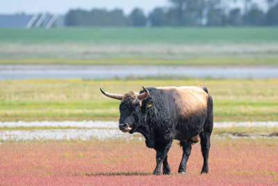 <i class='fa fa-user'></i>&nbsp;PascalK&nbsp;|  Heckrund&nbsp; <i class='fa fa-eye'>&nbsp;75</i> &nbsp; <i class='fa fa-comment-o'>&nbsp;4</i>