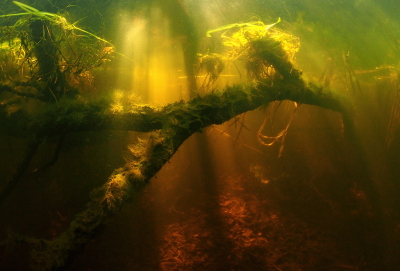 <i class='fa fa-user'></i>&nbsp;Eric Gibcus&nbsp;|  Onderwaterlandschap&nbsp; <i class='fa fa-eye'>&nbsp;68</i> &nbsp;<i class='fa fa-thumbs-up'>&nbsp;4</i> &nbsp; <i class='fa fa-comment-o'>&nbsp;3</i>