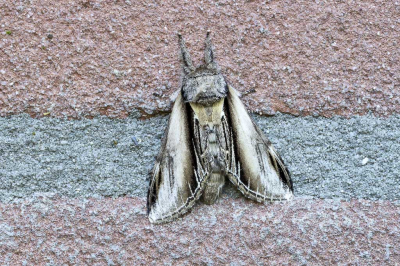 <i class='fa fa-user'></i>&nbsp;Martin Verbeeten&nbsp;|  Brandvlerkvlinder&nbsp; <i class='fa fa-eye'>&nbsp;62</i> &nbsp;<i class='fa fa-thumbs-up'>&nbsp;1</i> &nbsp; <i class='fa fa-comment-o'>&nbsp;3</i>