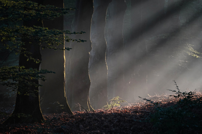 Nature picture: 2.  / Zonneharpen