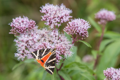 <i class='fa fa-user'></i>&nbsp;Willem Verhagen&nbsp;|  Spaanse Vlag&nbsp; <i class='fa fa-eye'>&nbsp;56</i> &nbsp;<i class='fa fa-thumbs-up'>&nbsp;4</i> &nbsp; <i class='fa fa-comment-o'>&nbsp;4</i>