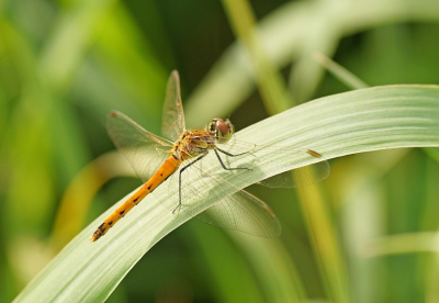 <i class='fa fa-user'></i>&nbsp;Jelle Bakker&nbsp;|  Kempense Heidelibel&nbsp; <i class='fa fa-eye'>&nbsp;46</i> &nbsp; <i class='fa fa-comment-o'>&nbsp;0</i>