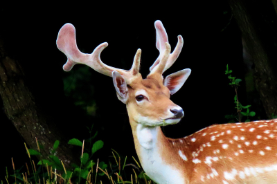 <i class='fa fa-user'></i>&nbsp;A. Soeting&nbsp;|  Damhert&nbsp; <i class='fa fa-eye'>&nbsp;61</i> &nbsp; <i class='fa fa-comment-o'>&nbsp;0</i>