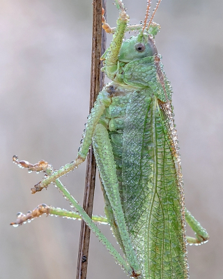 <i class='fa fa-user'></i>&nbsp;Johan van Gurp&nbsp;|  Grote Groene Sabelsprinkhaan&nbsp; <i class='fa fa-eye'>&nbsp;69</i> &nbsp;<i class='fa fa-thumbs-up'>&nbsp;2</i> &nbsp; <i class='fa fa-comment-o'>&nbsp;4</i>