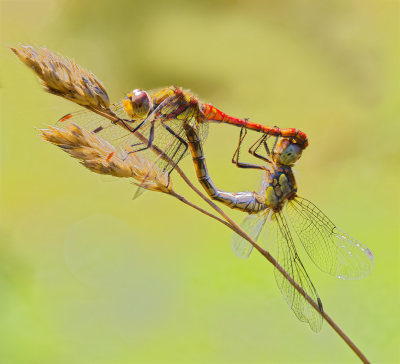 <i class='fa fa-user'></i>&nbsp;janvangastel&nbsp;|  Bruinrode Heidelibel&nbsp; <i class='fa fa-eye'>&nbsp;52</i> &nbsp;<i class='fa fa-thumbs-up'>&nbsp;4</i> &nbsp; <i class='fa fa-comment-o'>&nbsp;5</i>