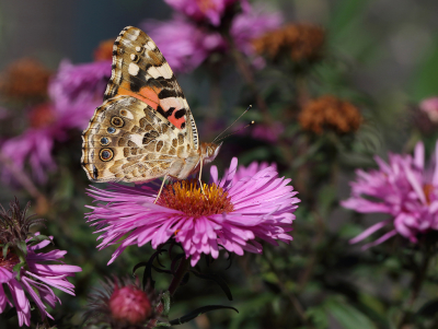 Vanessa cardui / Distelvlinder / Painted Lady