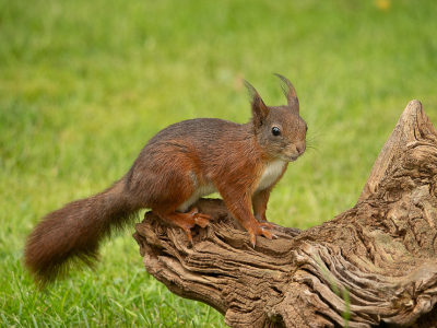 <i class='fa fa-user'></i>&nbsp;Truus Aletta Maan&nbsp;|  Eekhoorn&nbsp; <i class='fa fa-eye'>&nbsp;63</i> &nbsp;<i class='fa fa-thumbs-up'>&nbsp;1</i> &nbsp; <i class='fa fa-comment-o'>&nbsp;3</i>