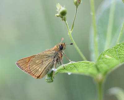 <i class='fa fa-user'></i>&nbsp;Paul Vandebroek&nbsp;|  Groot Dikkopje&nbsp; <i class='fa fa-eye'>&nbsp;55</i> &nbsp;<i class='fa fa-thumbs-up'>&nbsp;4</i> &nbsp; <i class='fa fa-comment-o'>&nbsp;5</i>