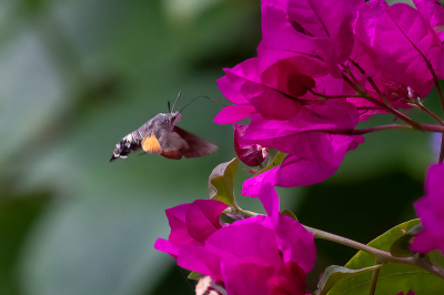 <i class='fa fa-user'></i>&nbsp;Louis56&nbsp;|  Kolibrievlinder&nbsp; <i class='fa fa-eye'>&nbsp;60</i> &nbsp;<i class='fa fa-thumbs-up'>&nbsp;1</i> &nbsp; <i class='fa fa-comment-o'>&nbsp;4</i>