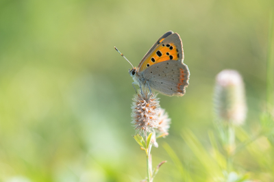 <i class='fa fa-user'></i>&nbsp;Willem Verhagen&nbsp;|  Kleine Vuurvlinder&nbsp; <i class='fa fa-eye'>&nbsp;75</i> &nbsp;<i class='fa fa-thumbs-up'>&nbsp;7</i> &nbsp; <i class='fa fa-comment-o'>&nbsp;10</i>