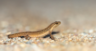 <i class='fa fa-user'></i>&nbsp;PascalK&nbsp;|  Kleine Watersalamander&nbsp; <i class='fa fa-eye'>&nbsp;56</i> &nbsp;<i class='fa fa-thumbs-up'>&nbsp;2</i> &nbsp; <i class='fa fa-comment-o'>&nbsp;2</i>