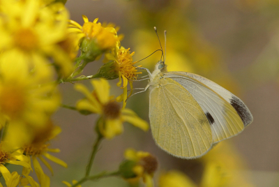 <i class='fa fa-user'></i>&nbsp;Nel R&nbsp;|  Scheefbloemwitje&nbsp; <i class='fa fa-eye'>&nbsp;63</i> &nbsp;<i class='fa fa-thumbs-up'>&nbsp;2</i> &nbsp; <i class='fa fa-comment-o'>&nbsp;4</i>