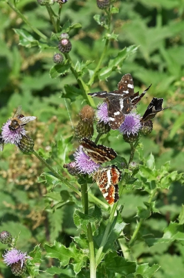 <i class='fa fa-user'></i>&nbsp;kooyammers&nbsp;|  Landkaartje&nbsp; <i class='fa fa-eye'>&nbsp;63</i> &nbsp; <i class='fa fa-comment-o'>&nbsp;5</i>