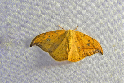 <i class='fa fa-user'></i>&nbsp;Jelle Bakker&nbsp;|  Berkeneenstaart&nbsp; <i class='fa fa-eye'>&nbsp;50</i> &nbsp; <i class='fa fa-comment-o'>&nbsp;2</i>