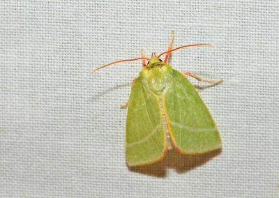 <i class='fa fa-user'></i>&nbsp;Jelle Bakker&nbsp;|  Zilveren Groenuil&nbsp; <i class='fa fa-eye'>&nbsp;48</i> &nbsp; <i class='fa fa-comment-o'>&nbsp;1</i>